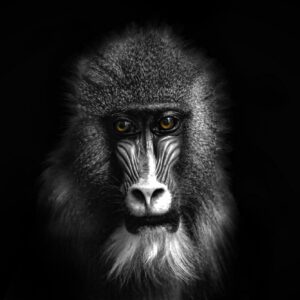Павиан с драматично осветление и ярки очи