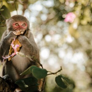 Маймуна хапва банан върху дърво
