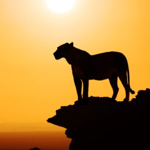 Силует на лъвица върху скала на фона на залез