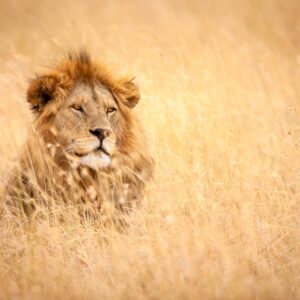Лъв отпочива в тревите на саваната