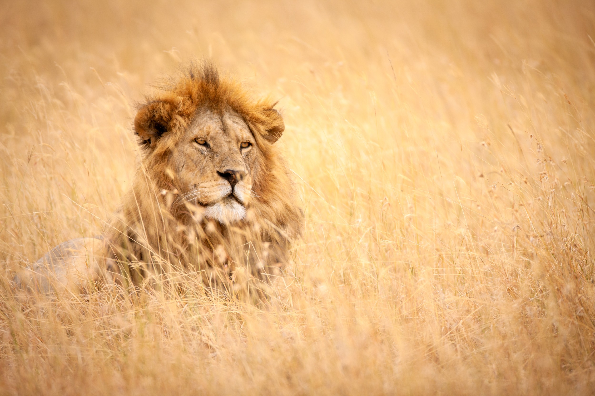 Лъв отпочива в тревите на саваната