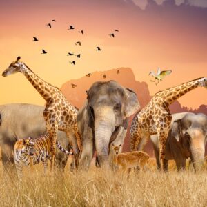 Група африкански животни в саваната при залез