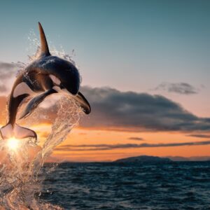 Орка скача от вода при залезно небе