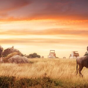 Савана със сафари джипове, лъвове и гнута