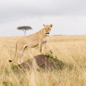 Лъвица върху скала сред златни треви