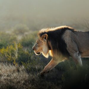 Лъв върви в савана на здрач