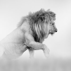 Лъв в черно-бяла фотография с драматичен контраст