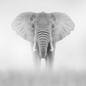 Слон в черно-бяла фотография, изправен отпред