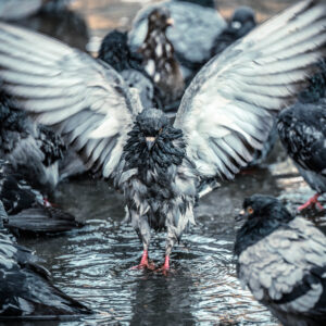 Орел съм аз