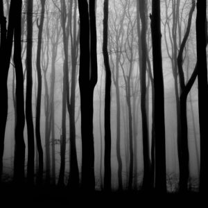 Душата на гората