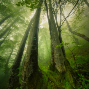 Пролетна гора / Spring Foggy Forest