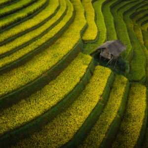 Оризът на Земята / The Rice of Earth