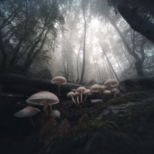 Тъмната гора / The Dark Forest