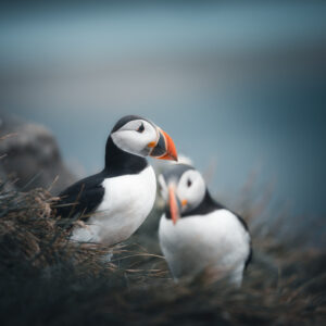 Кралството на пъфините 2 / Kingdom of Puffins 2