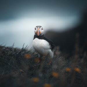 Кралството на пъфините 1 / Kingdom of Puffins 1