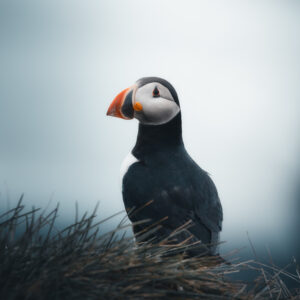 Кралството на пъфините 3 / Kingdom of Puffins 3